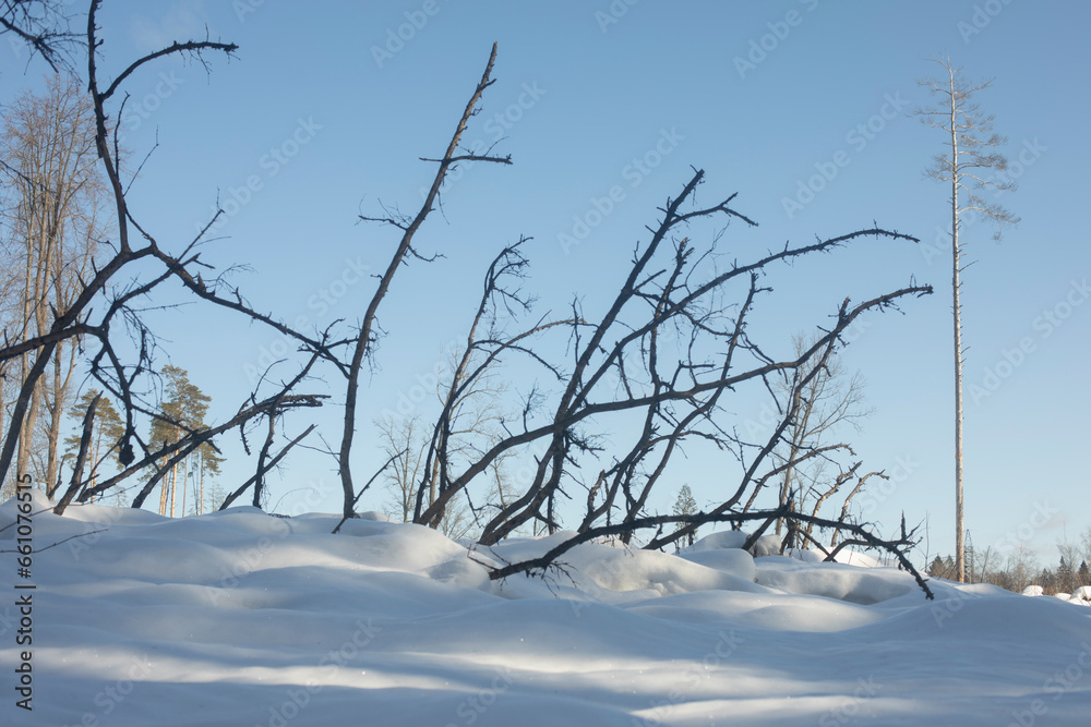 The forest in winter. Dry branches. Wildlife. The forest in winter. Dry branches. Wildlife.