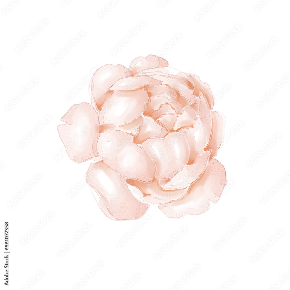 Watercolor white peony png transparent background Watercolor white peony png transparent background