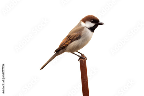Brown and white bird on a brown stick on a white background, Generative AI