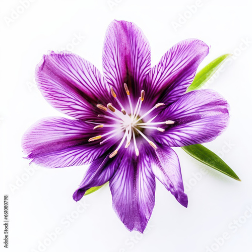  a purple flower white background 