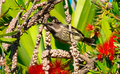 A female Amethyst sunbird (Chalcomitra amethystina) perched in a bottlebrush tree. These birds feed primarily on nectar as well as a variety of small insects and spiders. photo