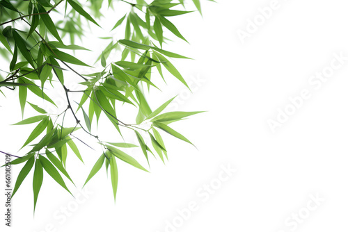 Green bamboo with leaves isolated on a transparent background  Generative AI