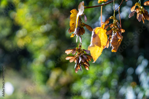 Herbst