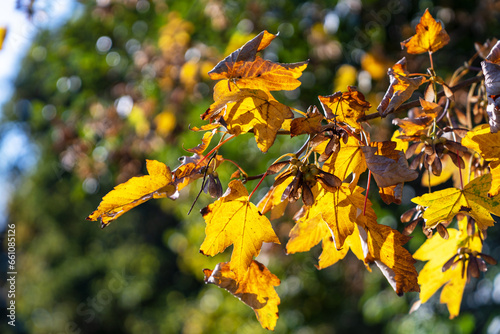 Herbst