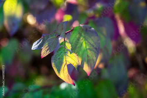 Herbst