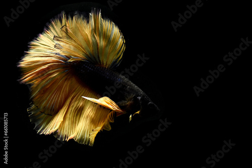 Betta fish Halfmoon long tail, short tail, Crowntails, Veiltail and Dumbo from Thailand, Siamese fighting fish on isolated blue or grey background. © Bobbyphotos