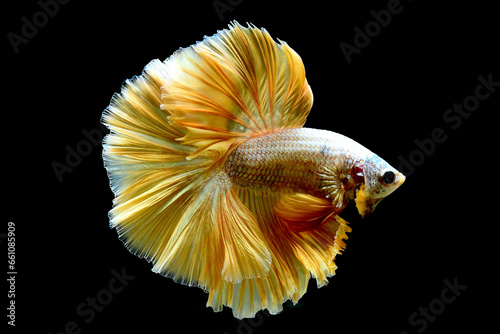 Betta fish Halfmoon long tail, short tail, Crowntails, Veiltail and Dumbo from Thailand, Siamese fighting fish on isolated blue or grey background.
