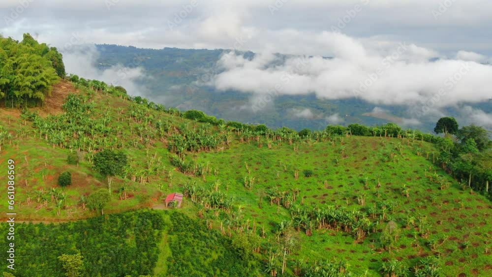 Coffee and banana plantations aerial view Coffee and banana plantations aerial view