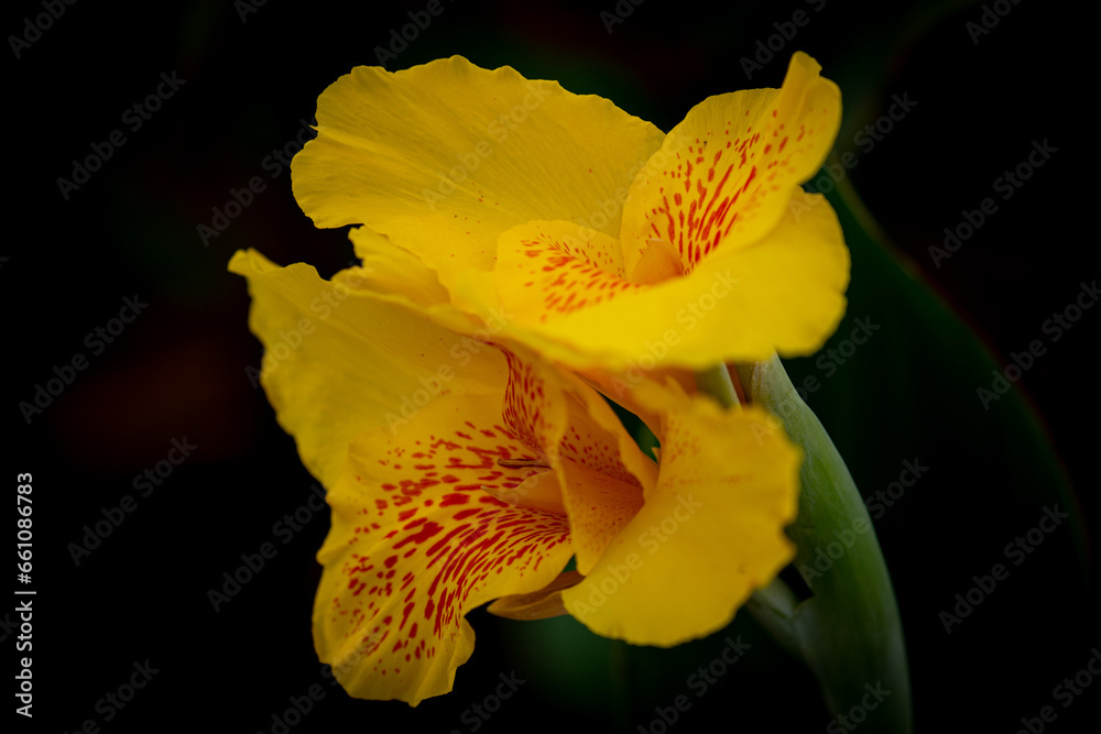 Fototapeta premium Yellow Canna indica flower on black background.