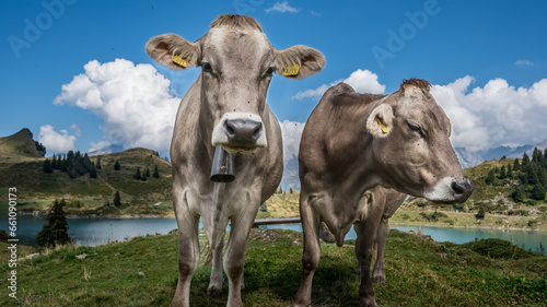 cows in a field © Karsten