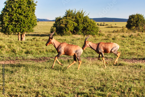 Fototapeta Naklejka Na Ścianę i Meble -  A Pair of Topi Antelopes on the run in Maasai Mara, Kenya, Africa