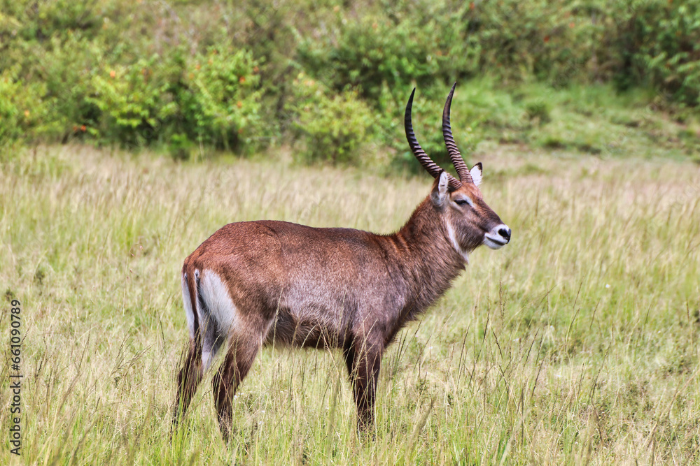 A lone male Waterbuck near marshy areas in the Maasai Mara, Kenya, Africa A lone male Waterbuck near marshy areas in the Maasai Mara, Kenya, Africa