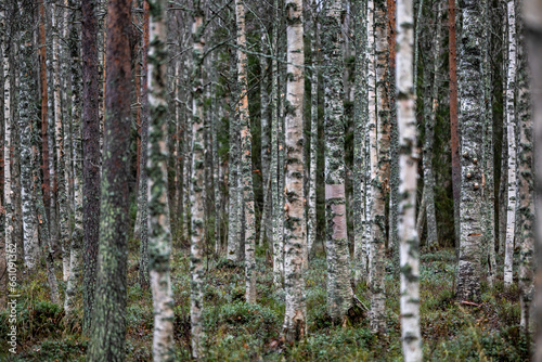 Rovaniemi  FInland A forest of birch and pine in the autumn.