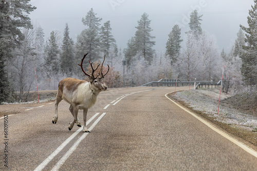 Lampivaara, Finland A large male reindeer with horns galloping on a wintery road.