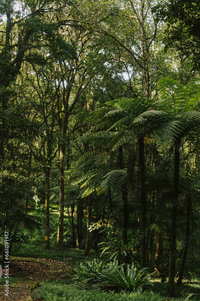 Fototapeta premium Large tall ferns and trees in the forest