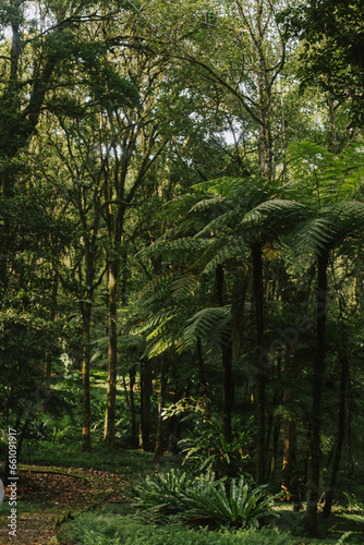 Large tall ferns and trees in the forest