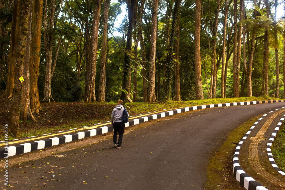 A man with a backpack and a sweatshirt walks along the road along tall trees. Travel Concept
