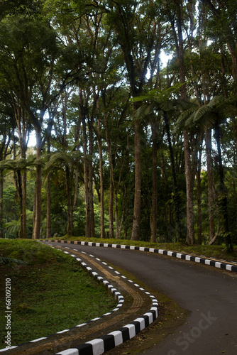 A road among tall trees and a forest park