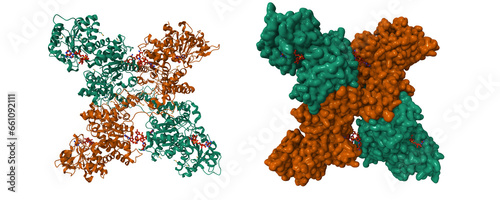 Crystal structure of human mitochondrial NAD(P)(+)-dependent malic enzyme. 3D cartoon and Gaussian surface models, chain id color scheme, PDB 1qr6 photo