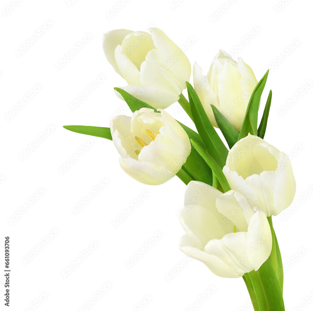 White tulip flowers in a floral arrangement isolated on white or transparent background. Spring bouquet