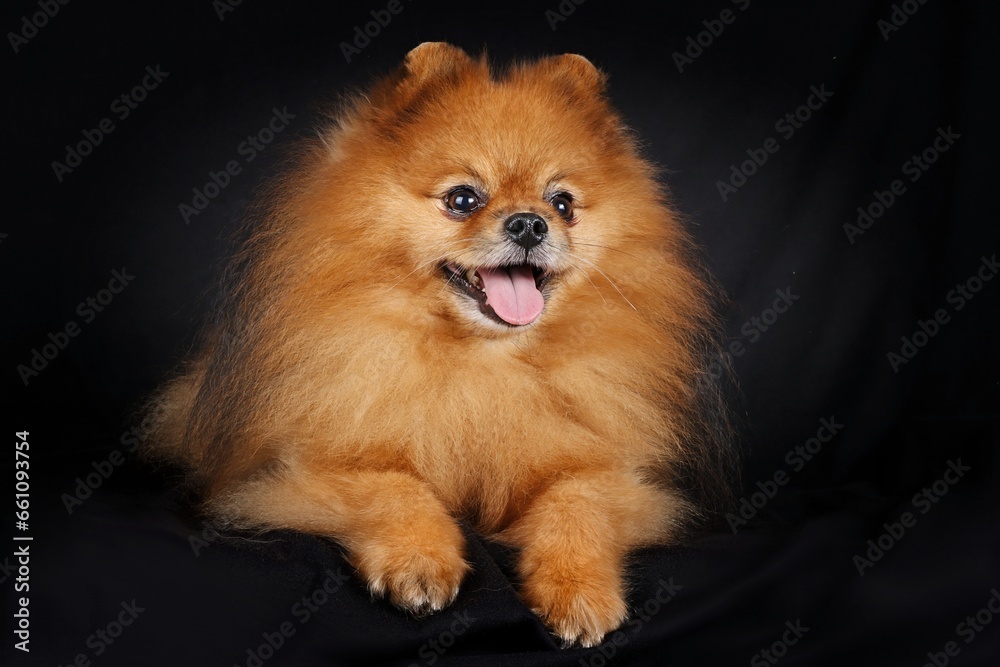 Pomeranian dog on black background Pomeranian dog on black background