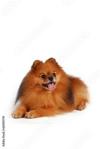 pomeranian dog isolated on white background