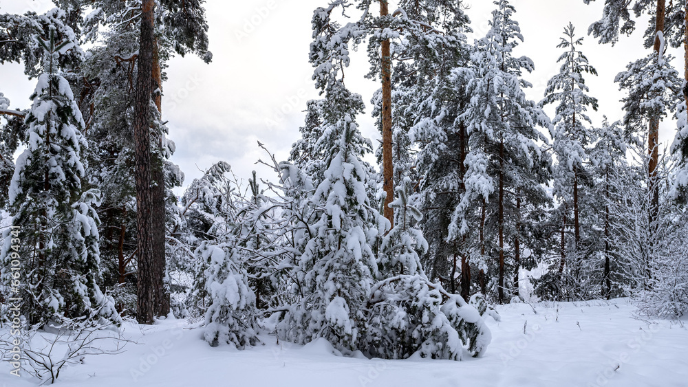 Pine trees covered with snow on frosty morning. Beautiful winter day in the forest.