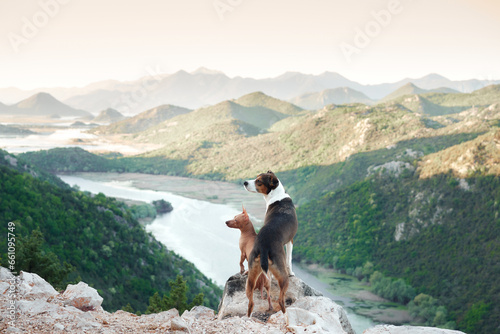 Photography two dogs put its paws on a stone against the backdrop of a river and a mountain