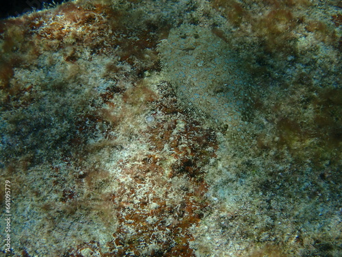 海の砂地や岩場を泳ぎ、周囲に擬態するモンダルマガレイ（Bothus mancus）