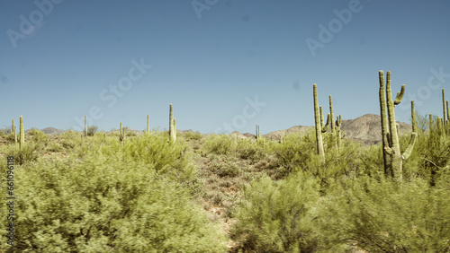 cactus in arizona desert