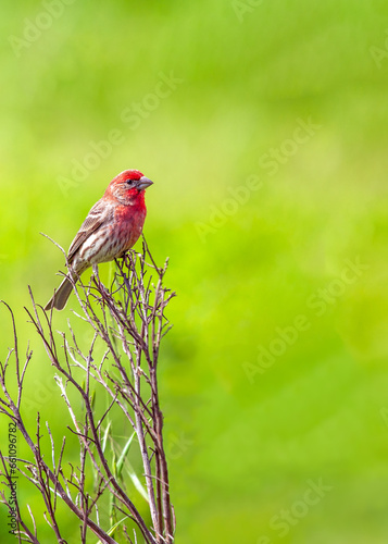 House Finch (Haemorhous mexicanus) in Its Natural Habitat