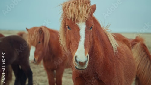 Closeup - The Icelandic horse is a breed of horse developed in Iceland. Closeup Icelandic horses. photo