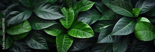 banner dark Bali style template green background, exotic tropical wall with green leaves , abstract dark floral pattern green lianas interweavings, monstera.