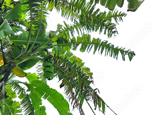 Banana tree isolated on white background for garden design.
