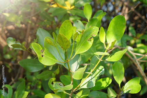 Green leaves of Bruguiera hainesii. Bruguiera hainesii is a species of mangrove in the family Rhizophoraceae. © Montree