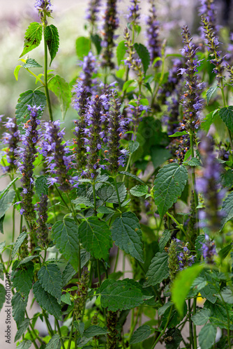 flowers in the garden