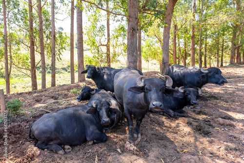 dairy buffalo cow on grass pasture. Minas Gerais, Brazil