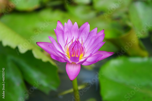 Purple lotus blooms in the morning in the pond