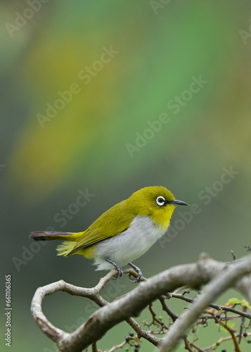 The Indian white-eye, formerly the Oriental white-eye, is a small passerine bird in the white-eye family