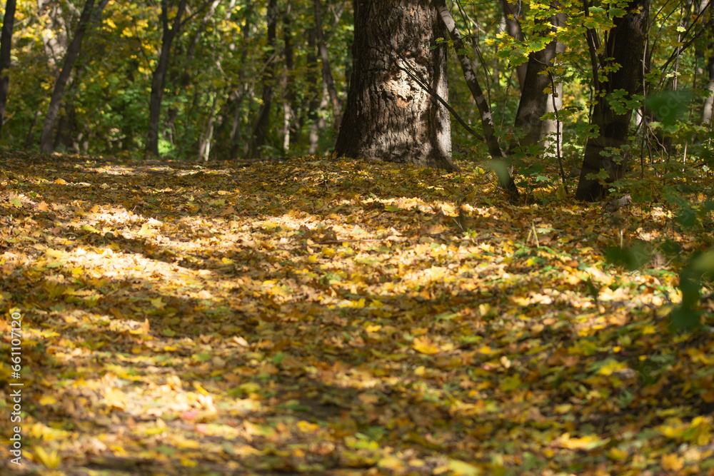 yellow leaves on the path, tree trunks. yellow leaves on the path, tree trunks.
