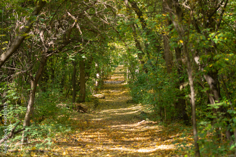 the path goes into distance, trees, yellow foliage on the ground the path goes into distance, trees, yellow foliage on the ground
