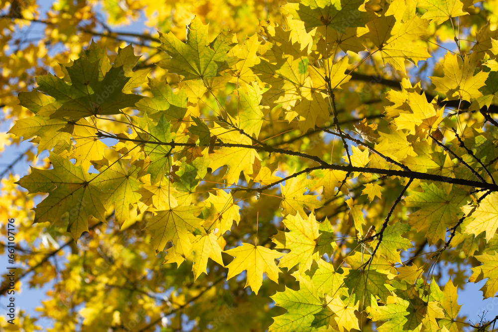 tree branches with yellow leaves and blue sky,maple,