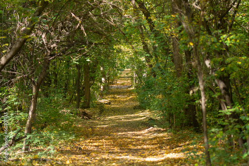 the path goes into distance, trees, yellow foliage on the ground