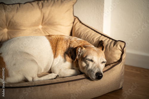 Adorable dog face sleeping on bed. Relaxing dog having nap in sunny afternoon light. Napping elderly dog gray muzzle Jack Russell terrier on comfortable dog sofa