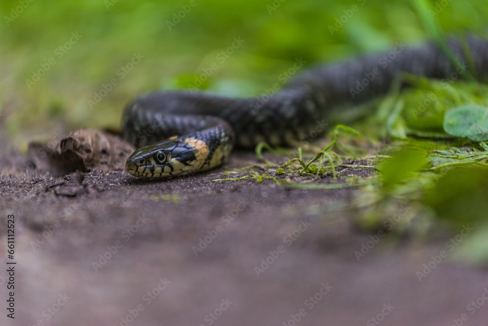 Obraz premium snake in the grass