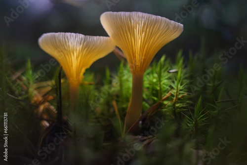 Mushrooms containing psilocybin glow in the dark.
