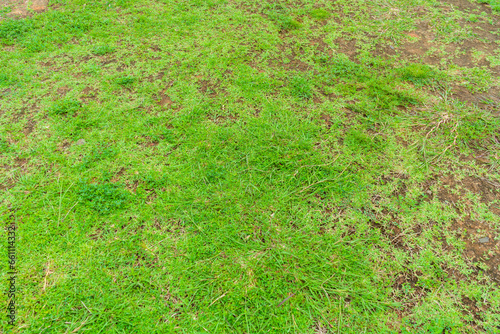 Dead grass top view of the nature background. texture of Green and brown patch. grass texture the lack of lawn care and maintenance until the damage pests fungus and disease field in bad condition.