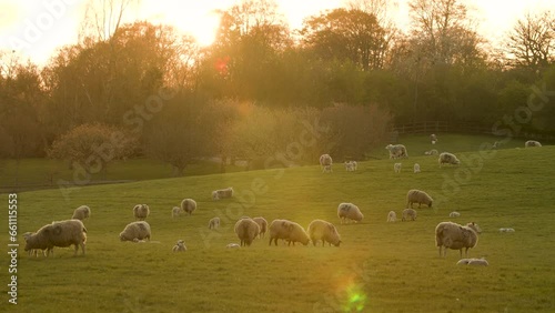 4K video clip sheep and baby lambs grazing in a field on a farm at sunset or sunrise