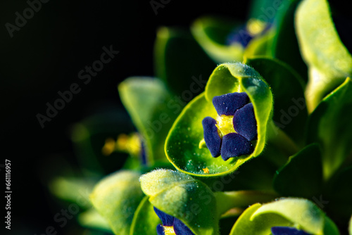 Fleur jaune bleue et verte, ouverte, macro