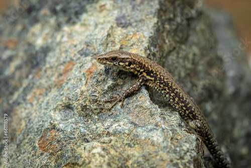 European Wall Lizard on a Rock